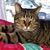 Lindy Wert's profile image
