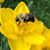 Karen Kelly Trayah's profile image