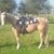 Bridget Smothers's profile image