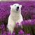 Carie Bair's profile image