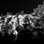 Craig A. Raiche's profile image