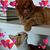 Stacy Nitsch's profile image