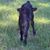Robin Norris's profile image