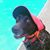 Brant Fletcher's profile image