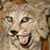 Pete Chouteau's profile image