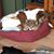 Sherri Pixley Light's profile image