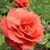 Sue Stwora's profile image