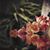 Suzie DeLaurenti Fenton's profile image