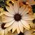 Adrianne Perry's profile image