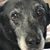 Pamela Picou Farve's profile image