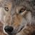 Judy L Wilson's profile image