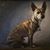 Paula Simone's profile image