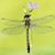 Phyllis Thompson Towne's profile image