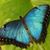 Suzanne Wiggins's profile image
