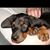 Bobbi K Potter-Adzima's profile image
