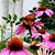 Lynne Bolstad's profile image
