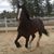 Melissa Pelland S. Gingras's profile image