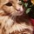 Janet D'Alessandro's profile image