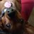 Kelly Snedeker's profile image