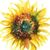 Sandy Hall's profile image