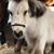 Karen Coffaro Osborne's profile image