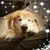 Candace Mozingo's profile image