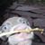 Lisa Hawkins's profile image