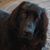 Debbie Tracy-Windom's profile image
