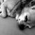 Patricia Dannheim's profile image
