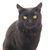Lori Marshall-Osborn's profile image