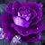 Brenda Duffey Prater's profile image