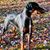 Toodie Novock's profile image