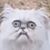 William Crom's profile image