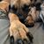 Dianne Catechi's profile image