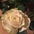 Leonor Calderoni Garcia's profile image