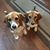 Debbie Doorley's profile image
