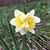 Linda Darling Ward's profile image