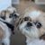 Sharon Wachman Ricca's profile image