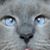 Carol Wunderle Grah's profile image