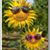 Mary DePauk-Desgagnes's profile image