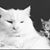 Kelly Bader Bocek's profile image