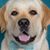 Ron Falch's profile image