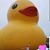 Deb Marotta's profile image