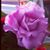 Nenette Villafuerte's profile image