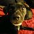 Robert Grayless's profile image
