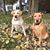 Sue Kubiak Dietz's profile image