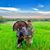Jamie Puckett's profile image