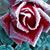 Judi Skeen's profile image
