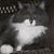 Shelly Kekes's profile image