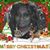 Charmeal Williams's profile image
